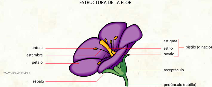 Flor (Diccionario visual)
